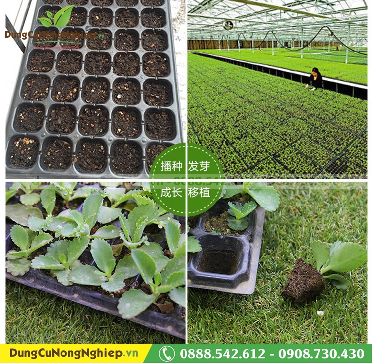 Bộ 5 khay ươm hạt giống 200 lỗ loại 2