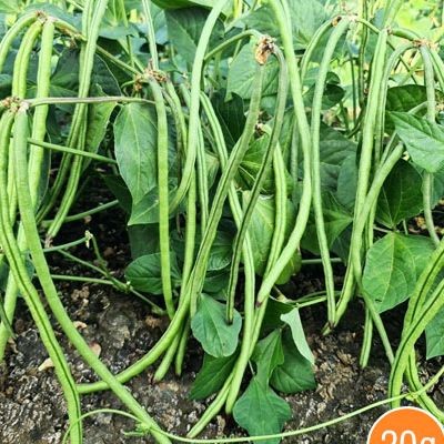 Hạt đậu đũa bụi ngọt sai trái
