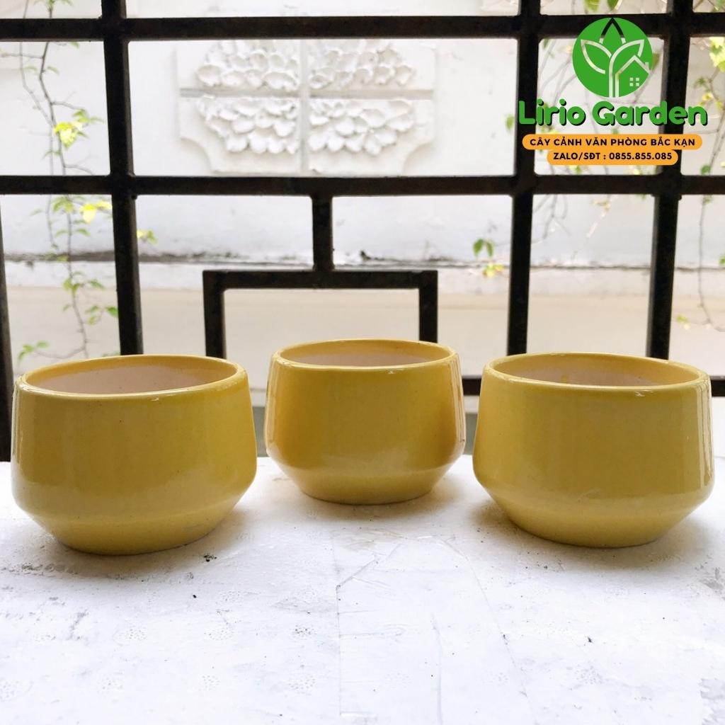 Chậu cây hình hạt dẻ nhỏ