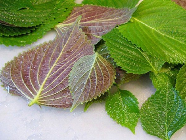 Hạt giống tía tô - gói 2 gram