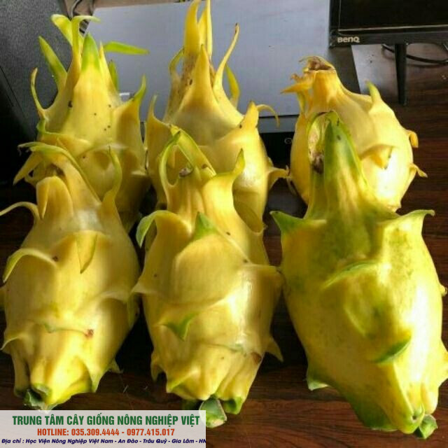 Cây thanh long vỏ vàng giống chuẩn độc lạ