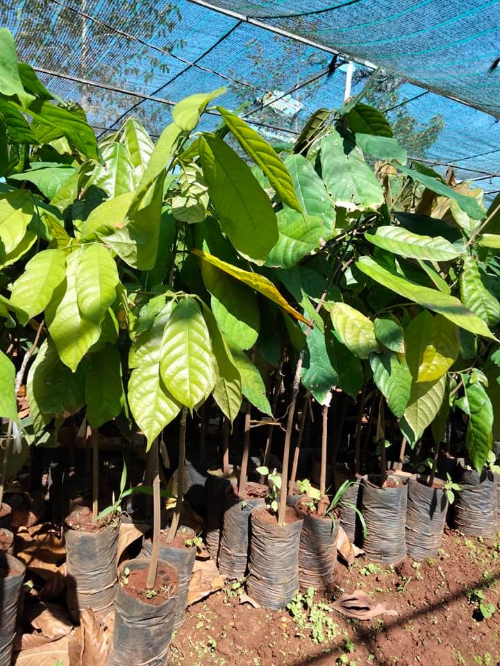 CÂY CACAO GIỐNG CHO TRÁI SỚM
