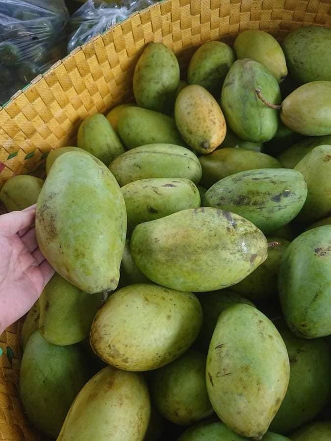 Cấy giống Xoài Keo CamPuchia. ( Giống chuẩn, Giống ghép đầu dòng, cho trái sớm).