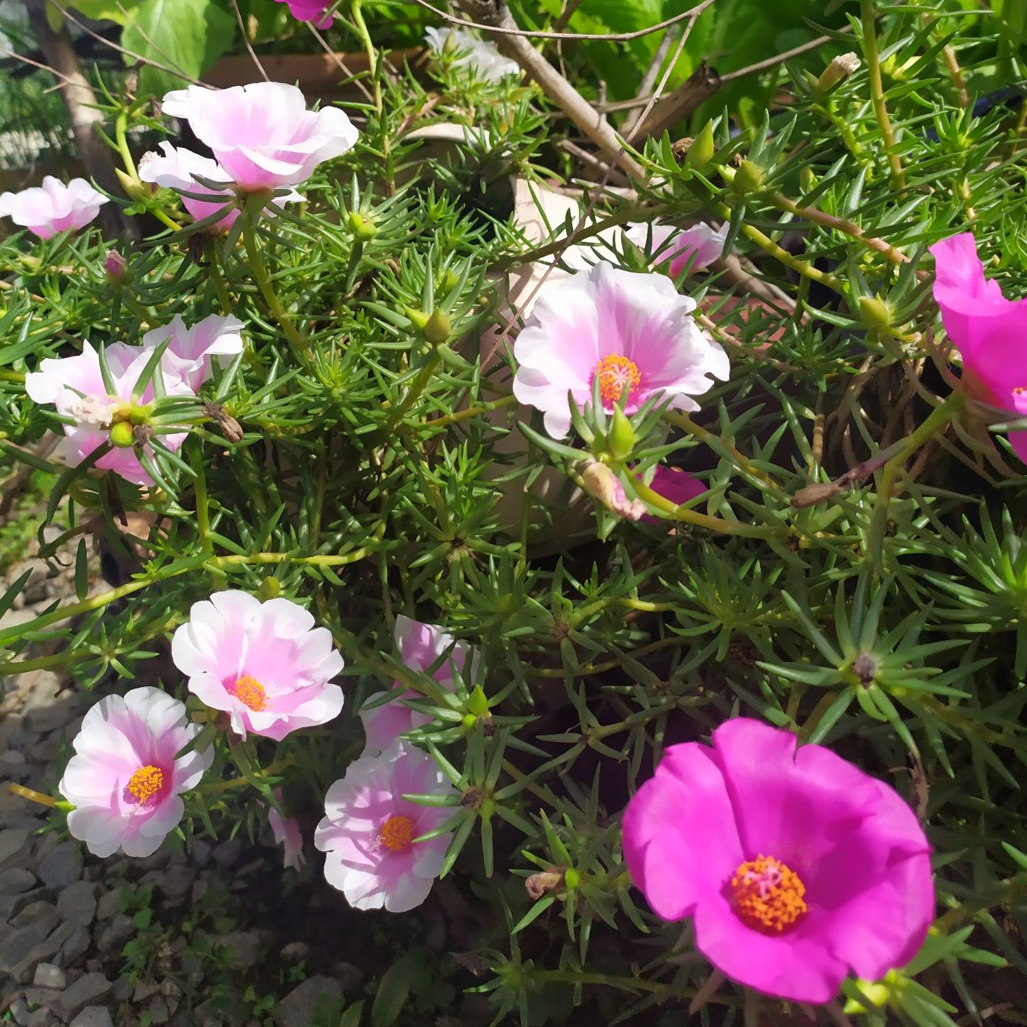 Hoa Mười Giờ Mỹ ( 0.5kg nhánh hoa )