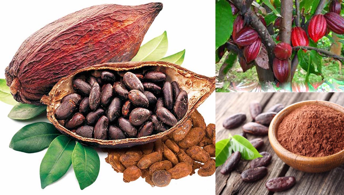 Bột cacao nguyên chất  1 kg 2hộp  bột cacao nguyên chất từ đắk lắk loại - ảnh sản phẩm 4