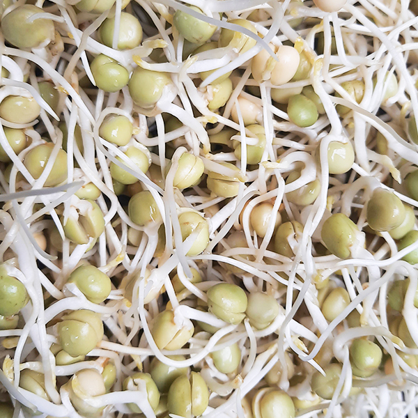 Hạt giống đậu Hà Lan túi 1 kg