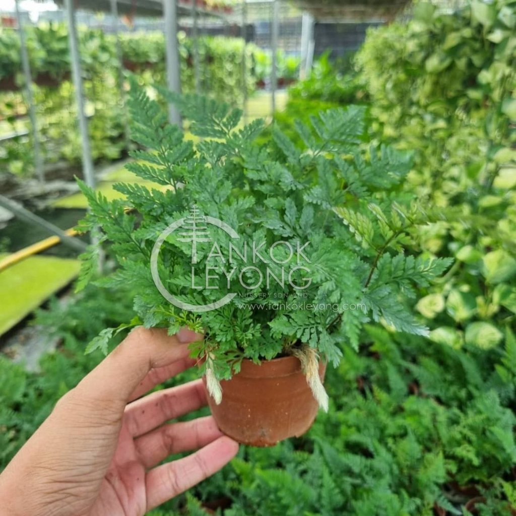 TKL Dauallia Bullata Squirrel'sFoot Fern/Rabbits Foot Fern Foxtail