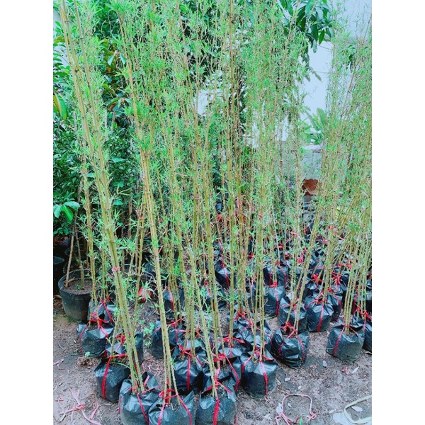 Bụi Trúc Quân Tử