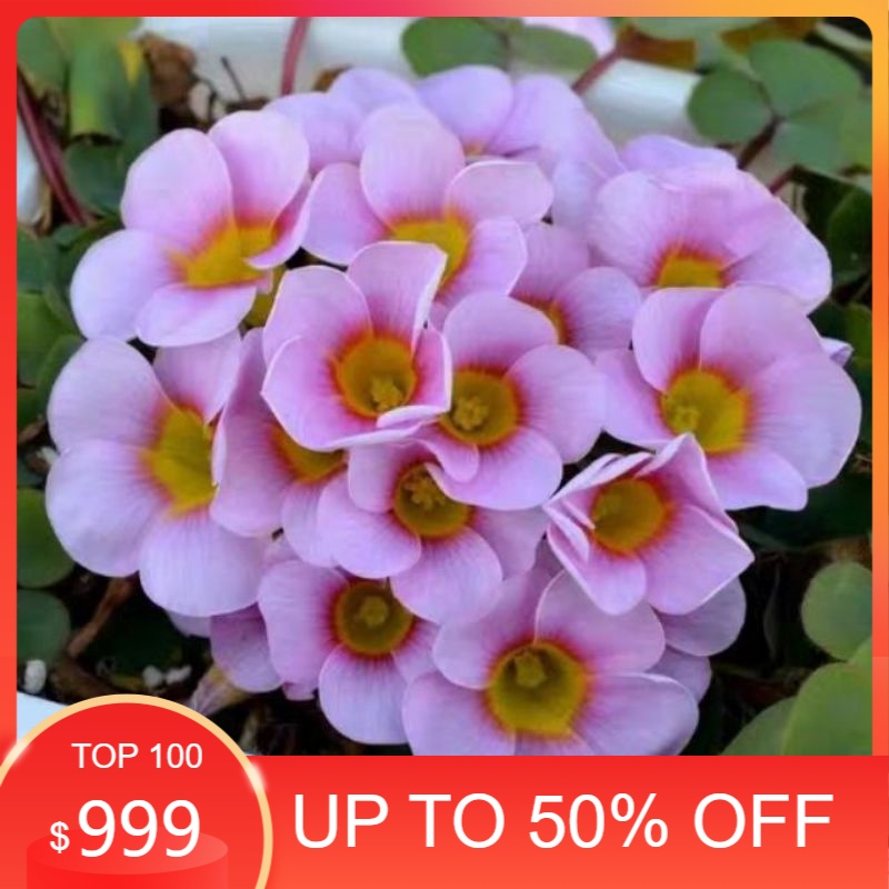 củ hoa oxalis dòng purpurea