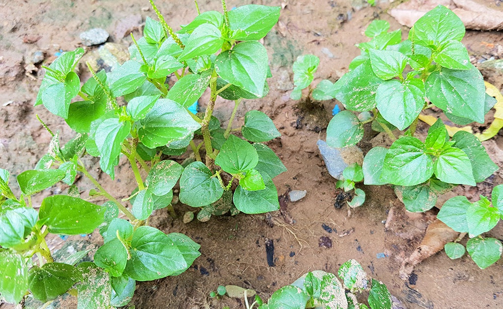 rau càng cua - bầu cây giống