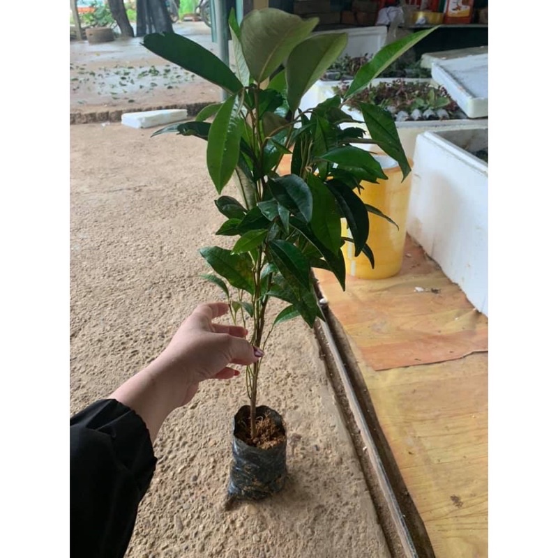 CÂY VÚ SỮA MICA (THƠM NGON VỎ MỌNG)