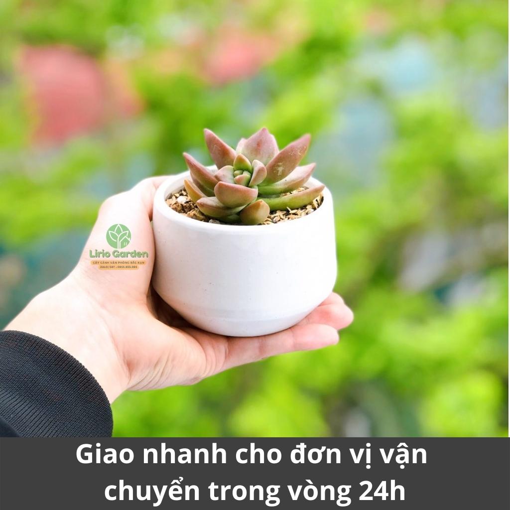 cây sen đá bầu kèm chậu hạt dẻ nhỏ [ tặng kèm đất trồng cây ]
