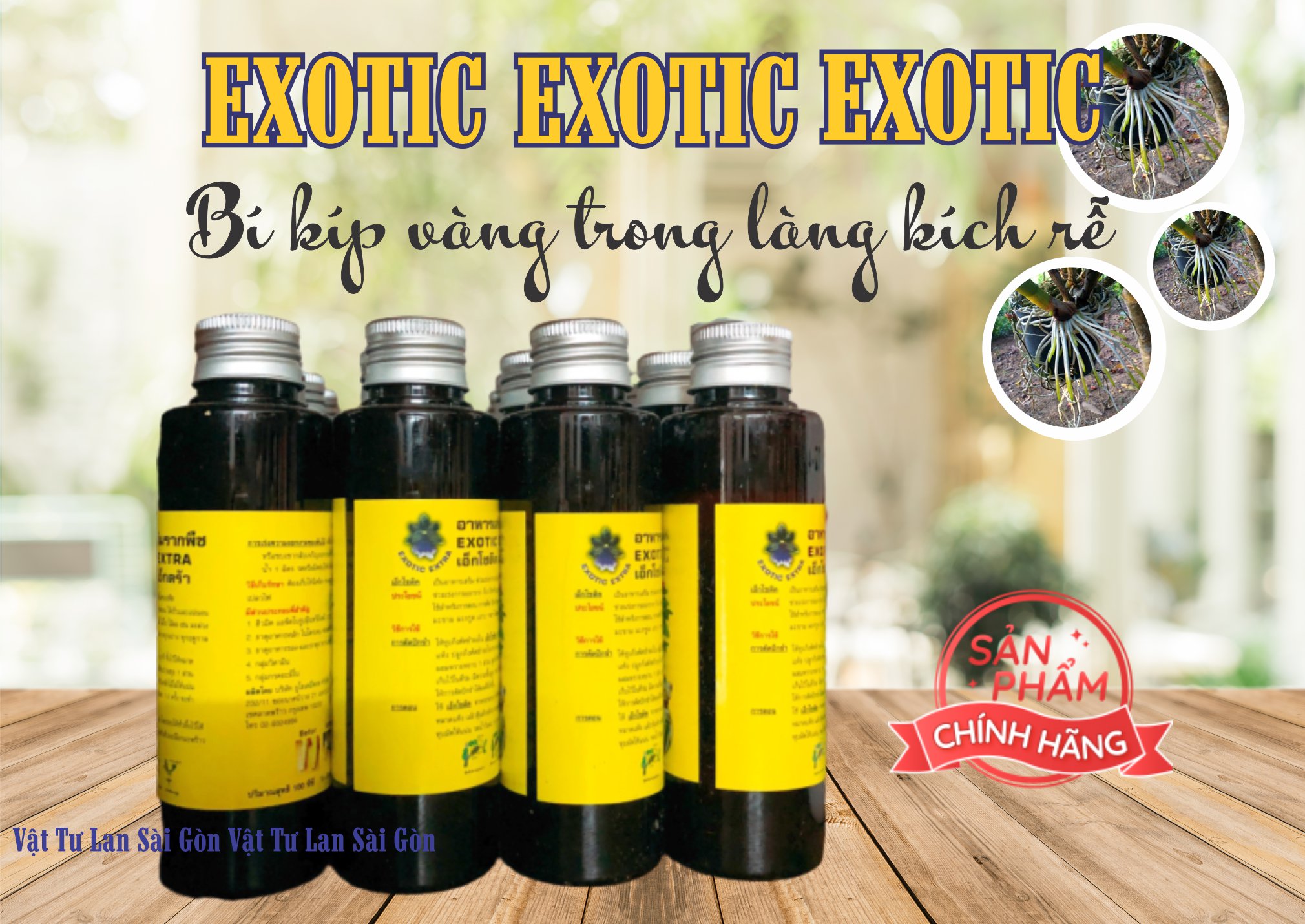 [HCM]KÍCH RỄ EXOTIC THÁI