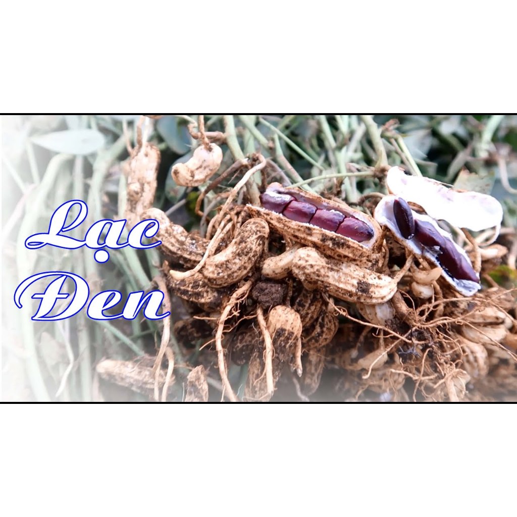 hạt giống lạc đen (đậu phộng đen) loại xịn