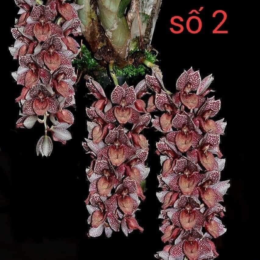 Củ hoa địa Lan luân(1 củ to) HOA TẾT