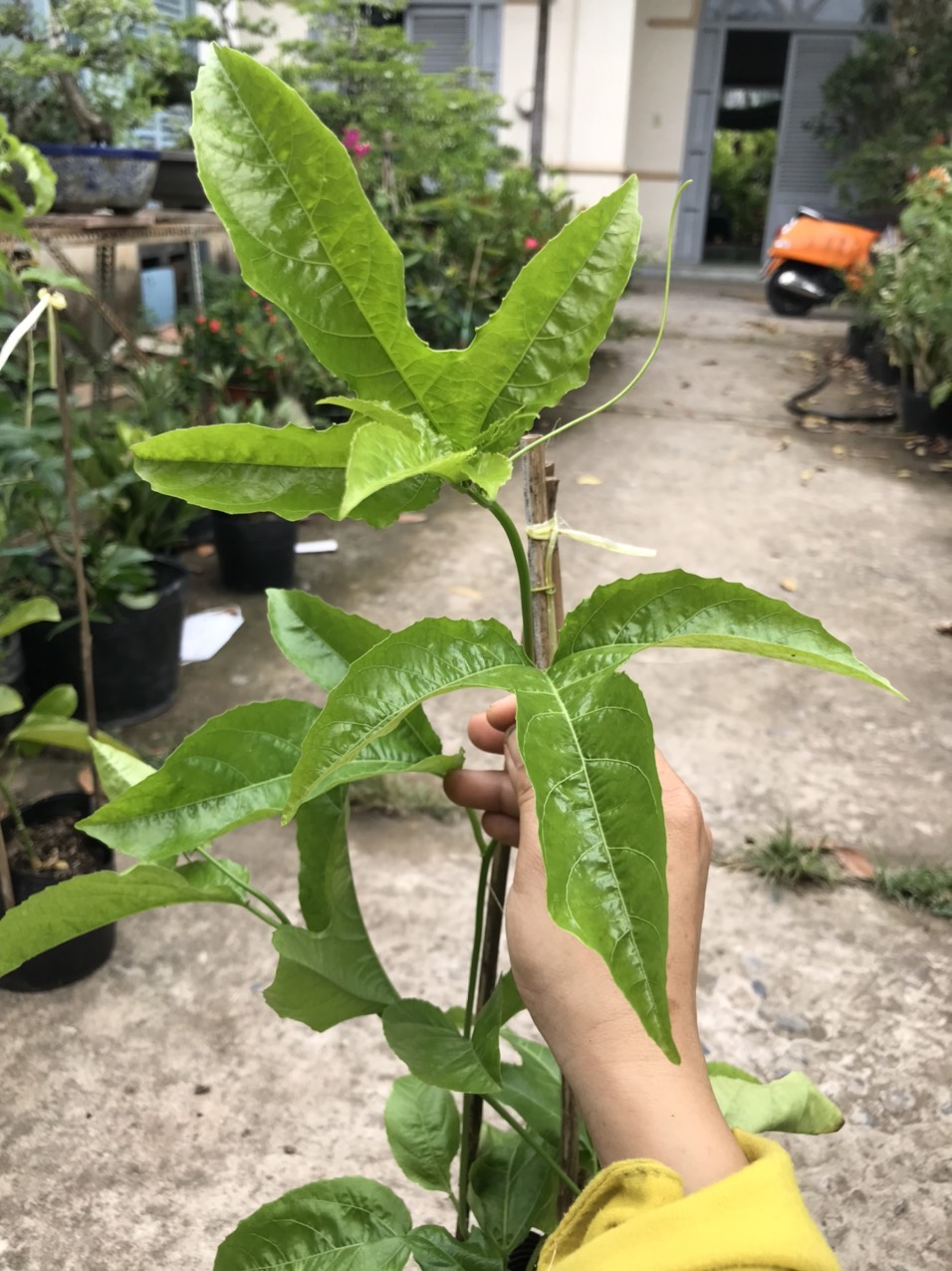Caykiengsadec Cây chanh dây