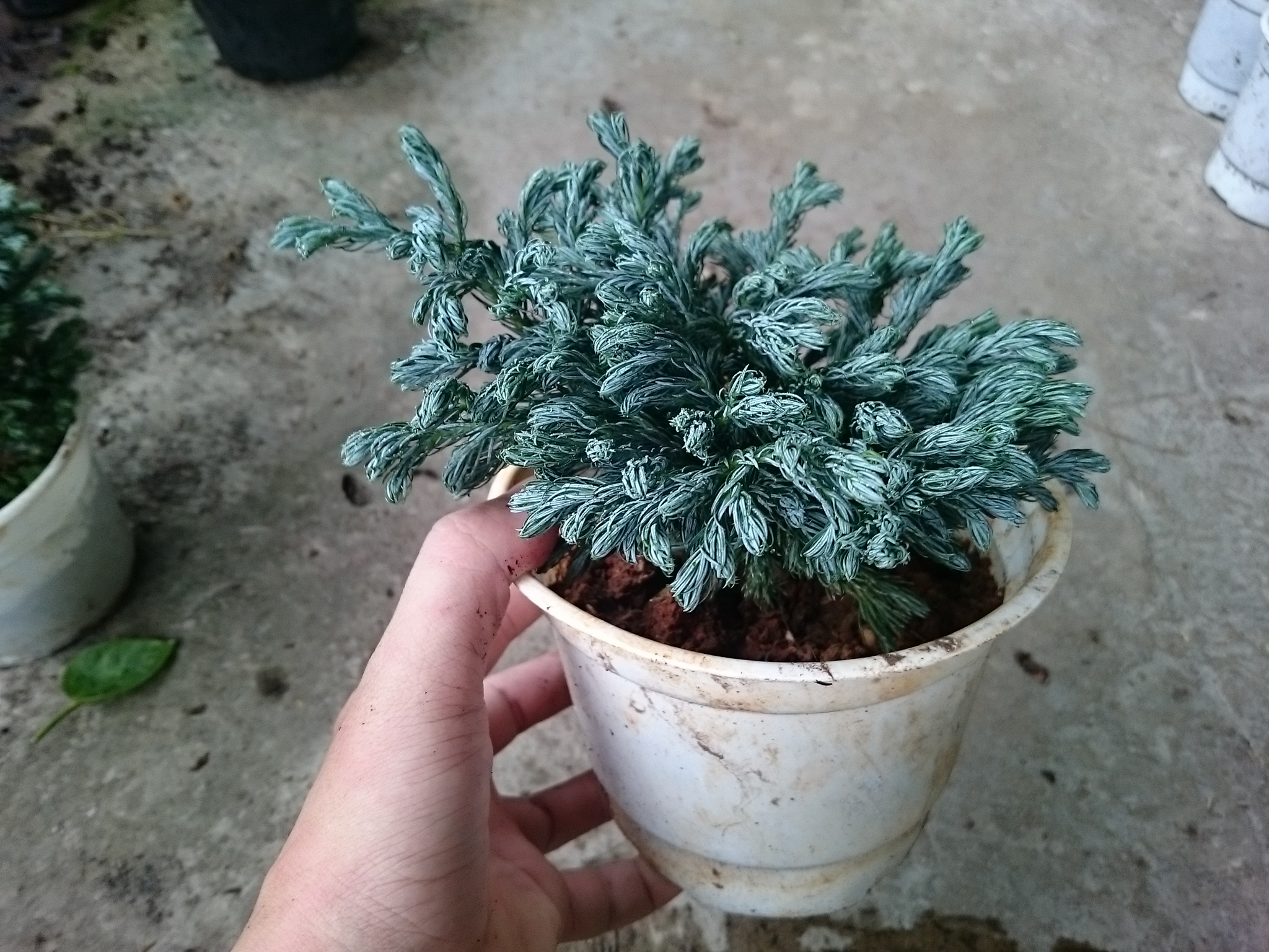 Cây Tuyết Tùng - cây cảnh để bàn