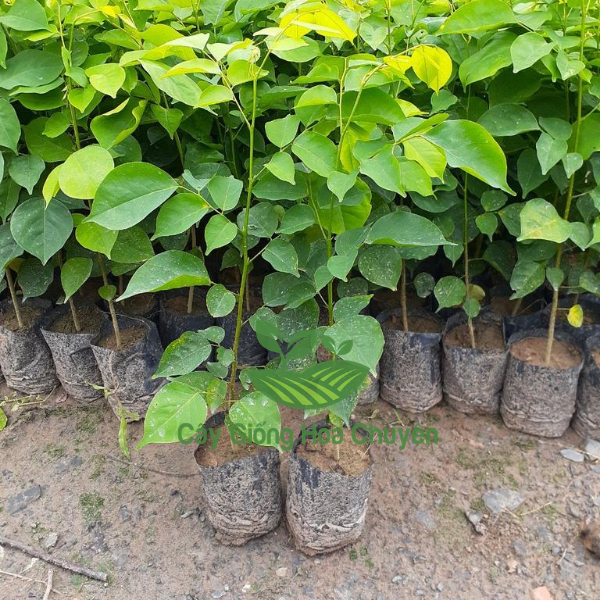 cây gỗ giáng hương giống (cây gỗ quý loại 1)