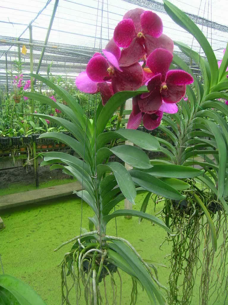 COMBO 5 CÂY GIỐNG LAN VANDA THÁI ĐỦ MÀU
