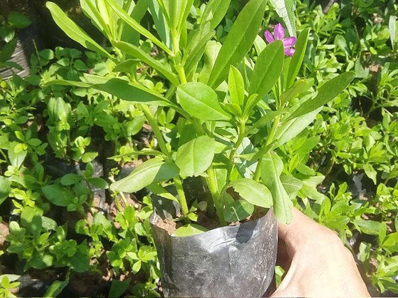 cây giống sâm đất (cây thổ sâm, rau sâm)- cây giống nhỏ