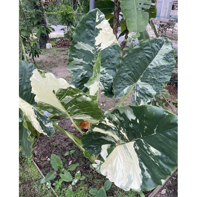 Ráy var, Alocasia macrorrhiza variegata, cây con