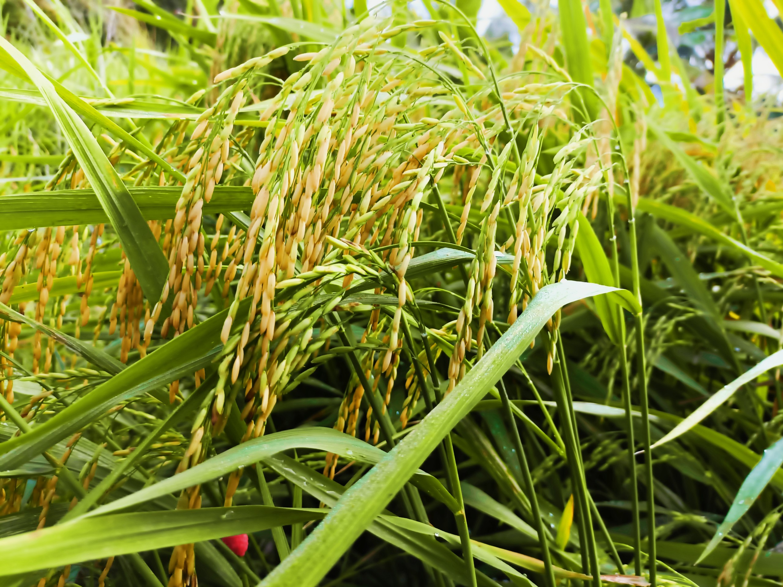 phân bón chắc hạt lúa chai  1L