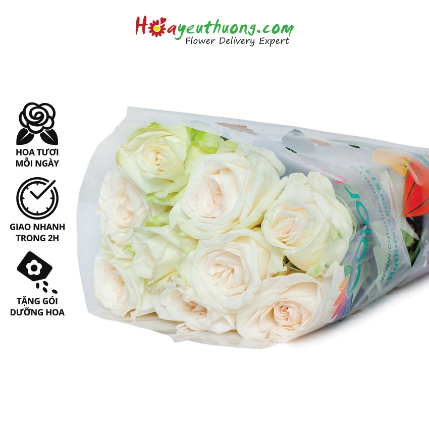 Hoa Hồng White Ohara Hoayeuthuong (10 cành) - hoa tươi Đà Lạt trang trí nhà cửa, văn phòng