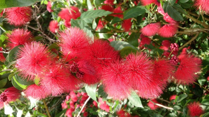 cây điệp lào (kiều hùng hoa đỏ )- cây trồng chậu nhỏ