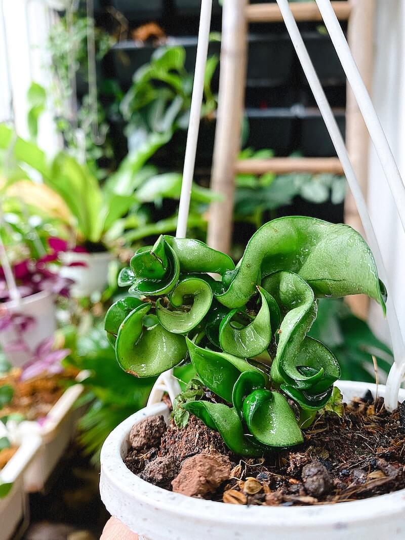 Cây Hoya carnosa Compacta (Lan Cẩm Cù Lá Xoắn Hoa Phớt Hồng)