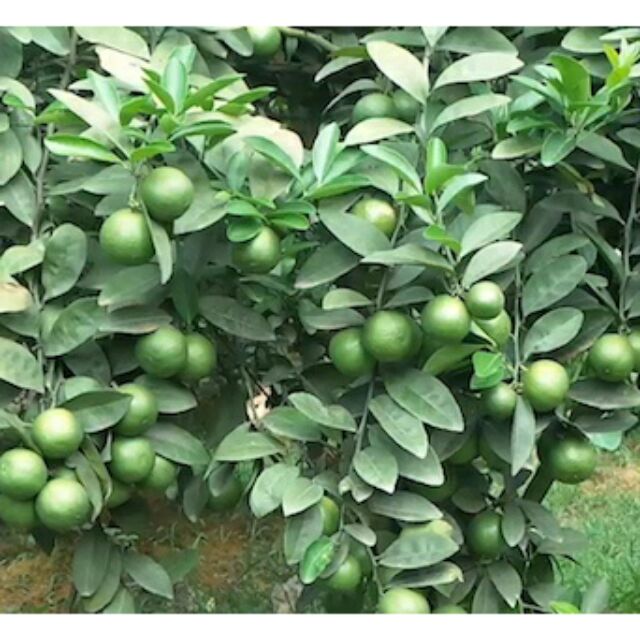 Cây giống CHANH TỨ QUÝ quả chùm