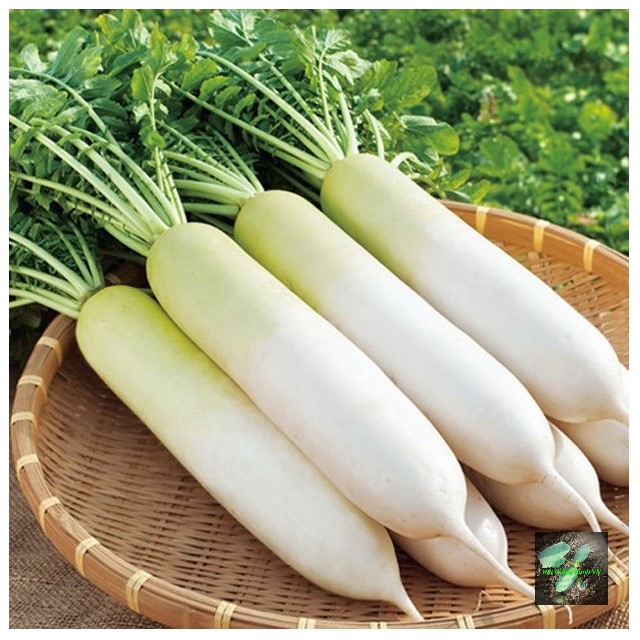 [Seeds] Hạt giống củ cải trắng RD107, đóng gói 20gr-50gr