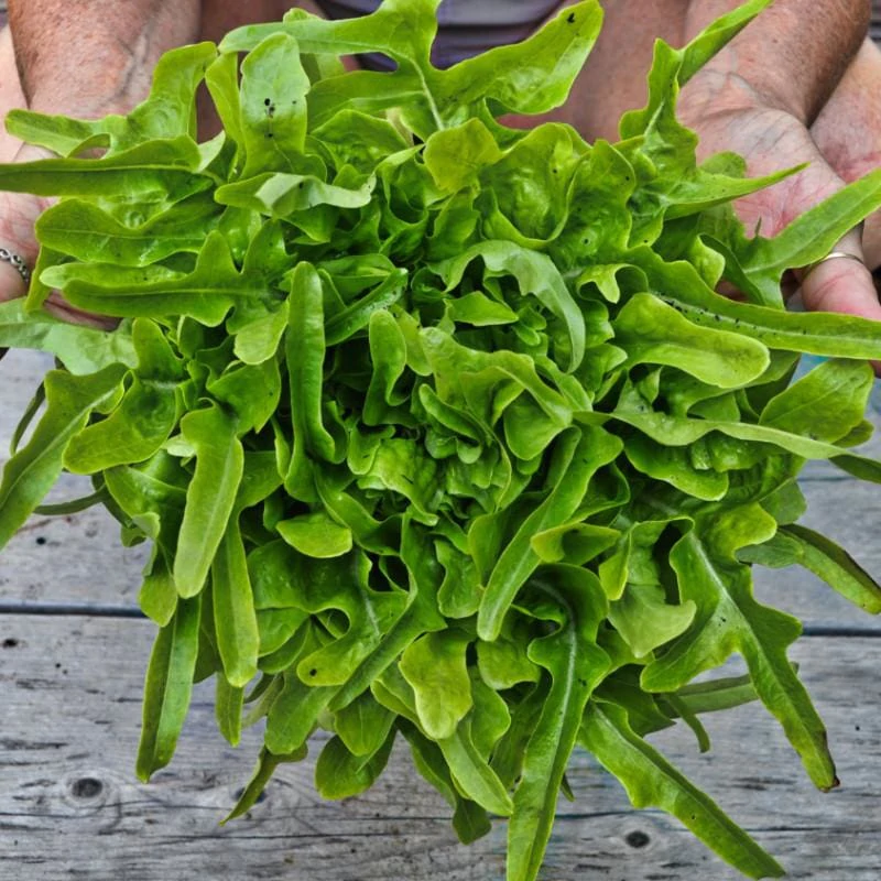 Hạt giống xà lách sồi xanh Oakleaf - gói 2 gram