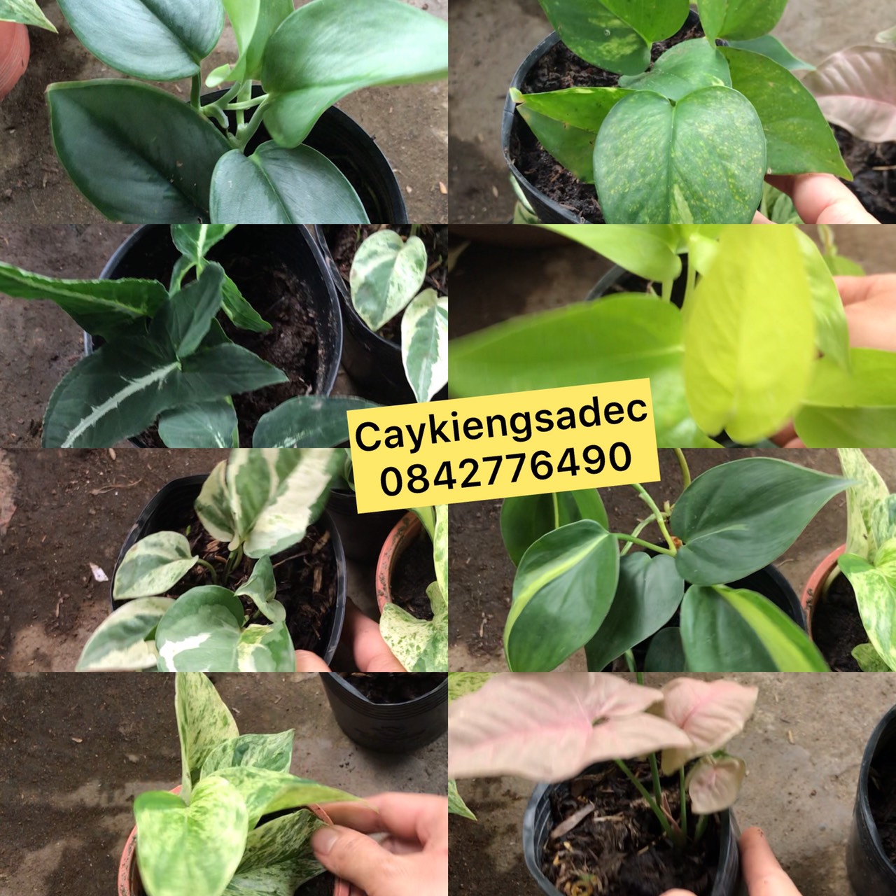 caykiengsadec combo 8 loại trầu bà
