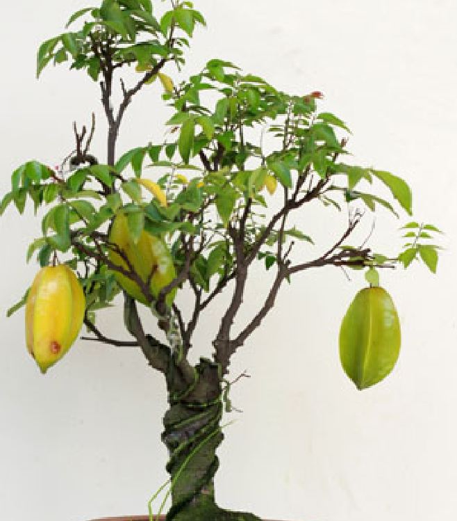 Hạt giống cây khế ngọt - Gói 5 hạt