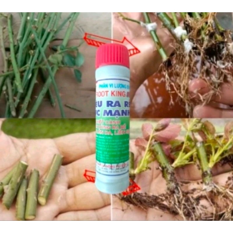 KÍCH RA RỄ ROOT KING SIÊU NHANH