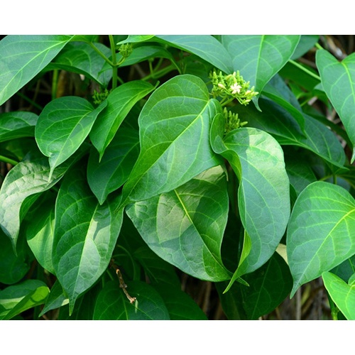 Cây thìa canh lá lớn giống