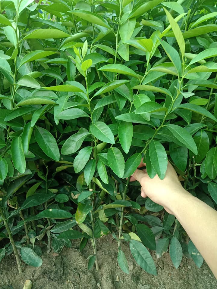 Cây giống CHANH TỨ QUÝ quả chùm