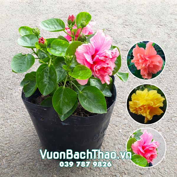 Cây Bông Bụt Thái Kép (Cây bông bụp thái kép) có hoa đẹp
