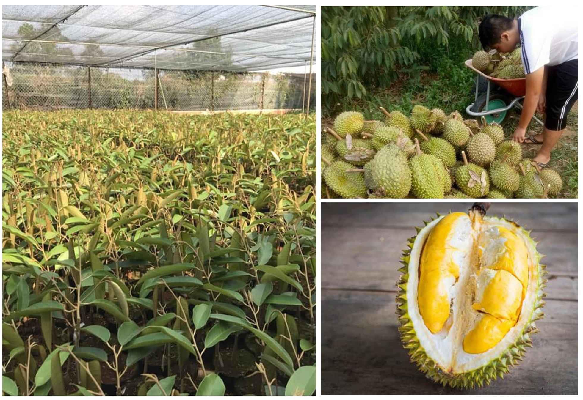 Cây giống sầu riêng musang king