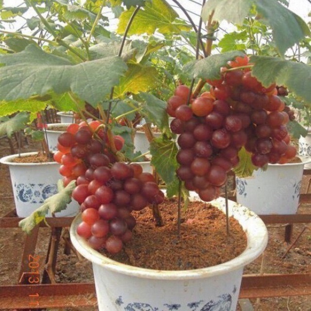 Cây Nho Lùn Pháp (giống ra quả nhanh nhất)