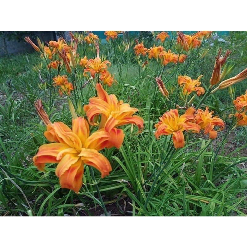 Củ hoa Hiên(1củ) - Giống Hoa Cảnh Nhập Khẩu