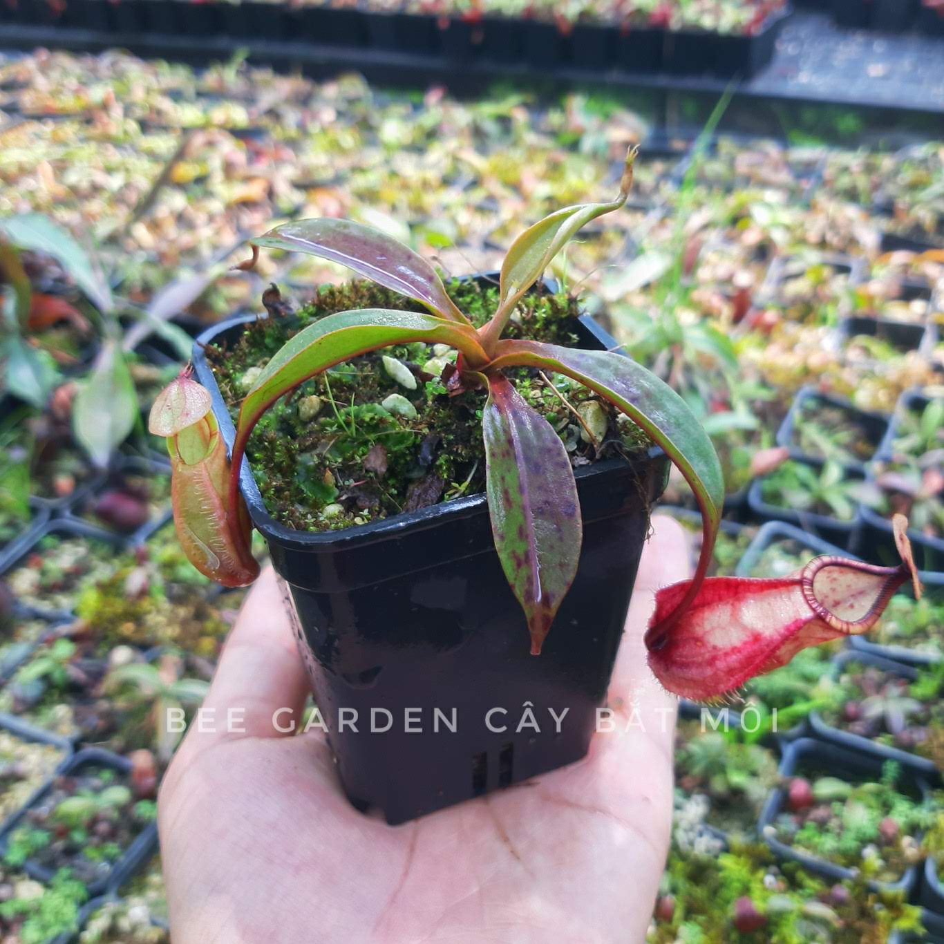 Cây bắt mồi, cây nắp ấm gieo hạt