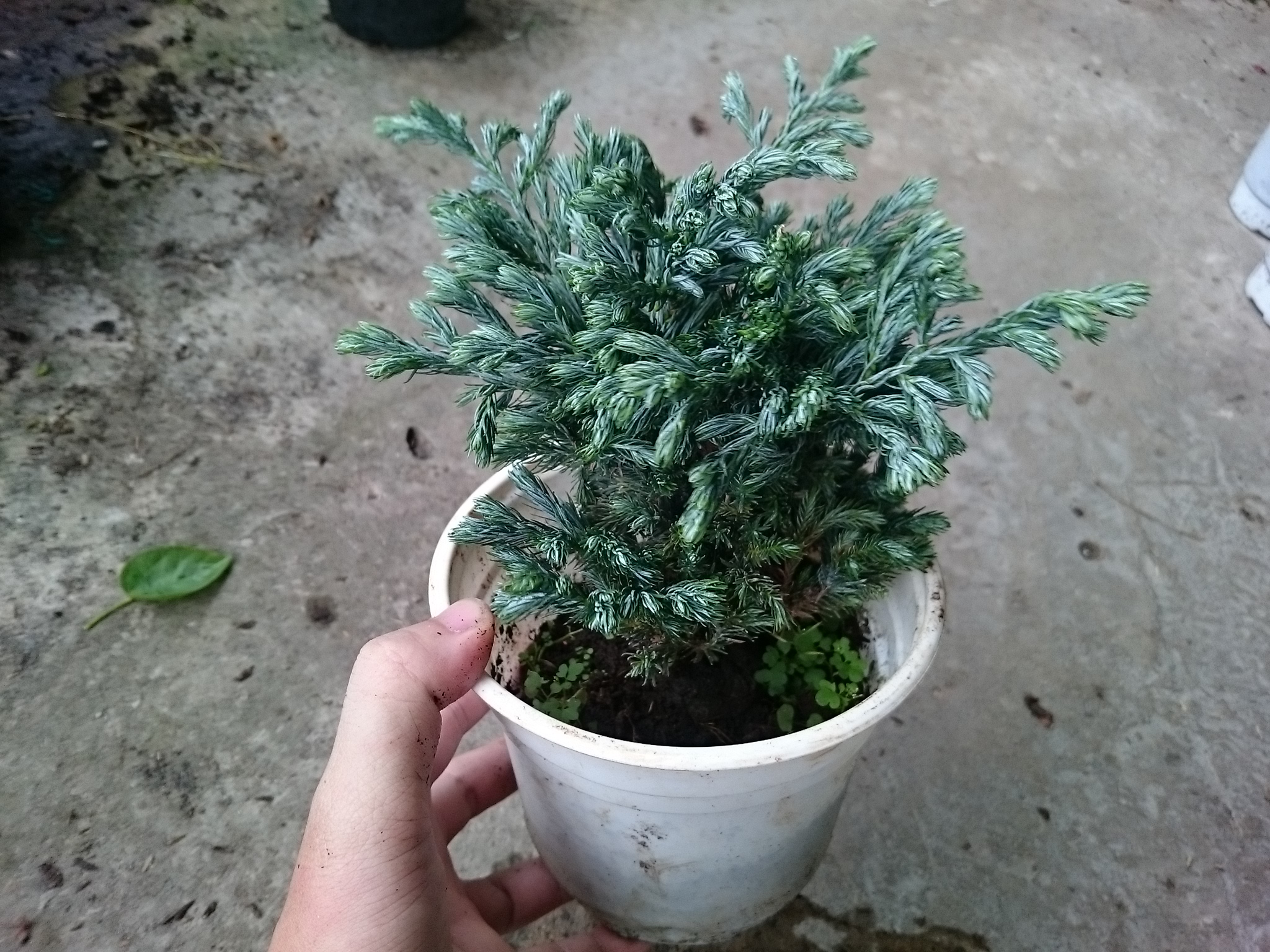 Cây Tuyết Tùng - cây cảnh để bàn