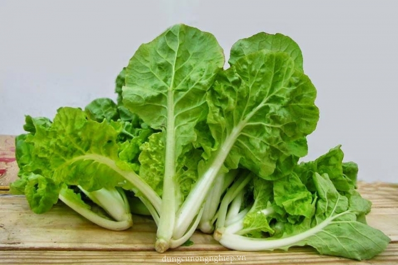 Hạt giống cải bẹ dún - gói 10 gram