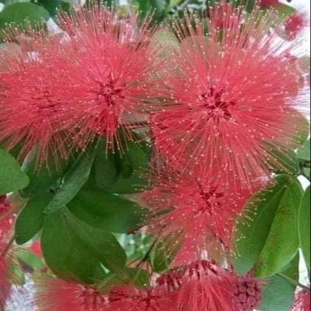 cây điệp lào (kiều hùng hoa đỏ )- cây trồng chậu nhỏ