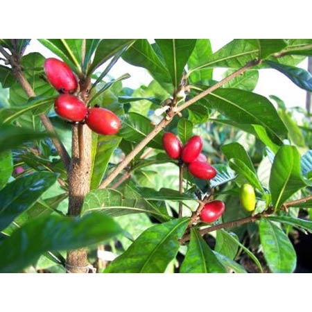 CÂY GIỐNG CÂY THẦN KỲ [ Cây giống cao 20cm ] [RẺ HƠN HOÀN TIỀN] _)