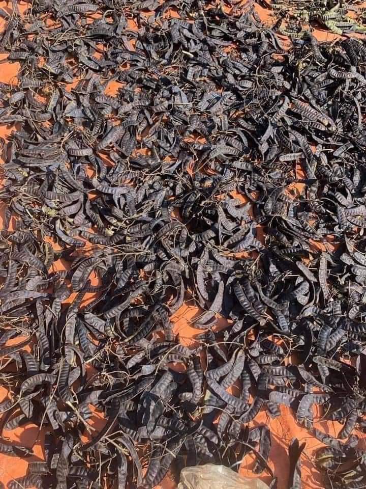 Bồ kết khô sỉ lẻ toàn quốc( 0,5 kg)