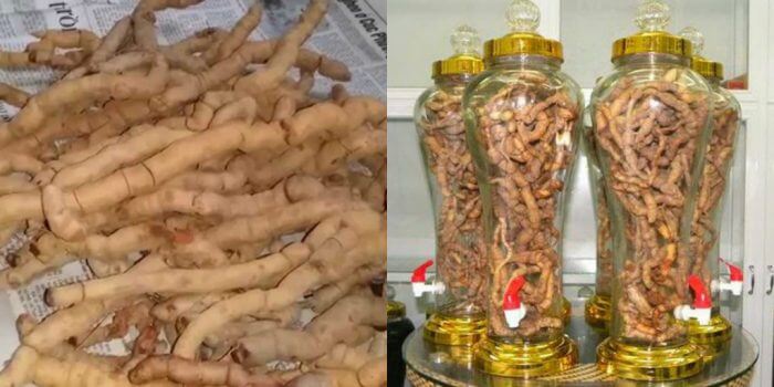 củ ba kích ,1kg củ ba kích tím tươi (hàng rừng), đã làm sạch