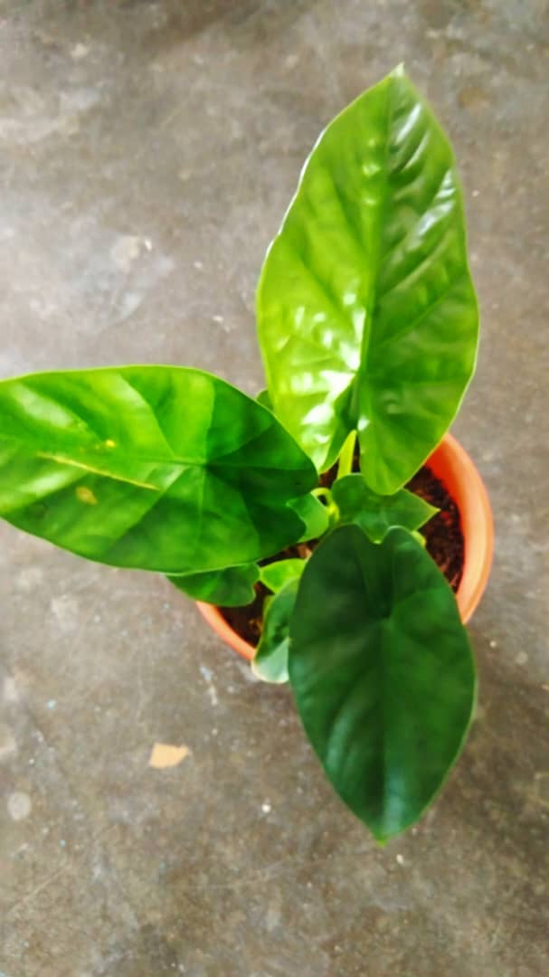 ALOCASIA MIRROR FACE Lazada
