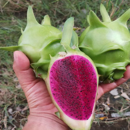 Cây giống Thanh Long Vỏ Xanh Ruột Đỏ